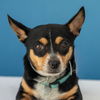 adoptable Dog in baldwin park, CA named BALU