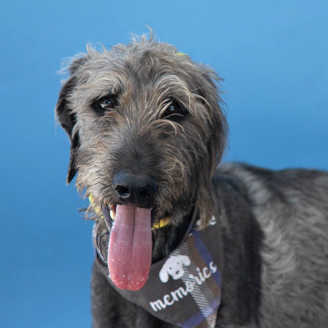 adoptable Dog in Baldwin Park, CA named WALLY
