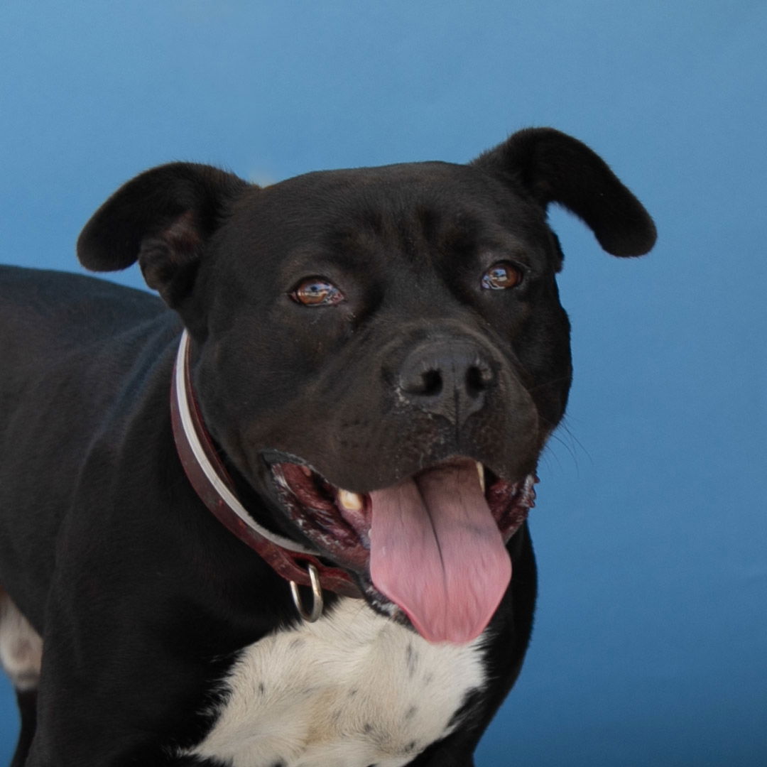 adoptable Dog in Baldwin Park, CA named OTTO