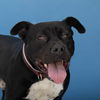 adoptable Dog in  named OTTO