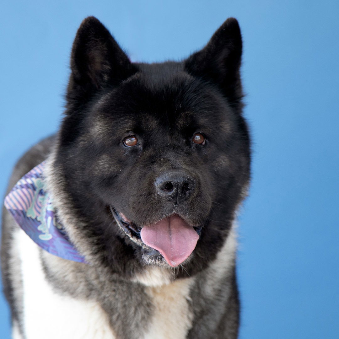 adoptable Dog in Baldwin Park, CA named FRIDA