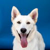 adoptable Dog in  named DAISY