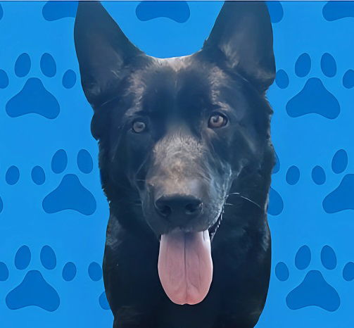 adoptable Dog in Baldwin Park, CA named DUG