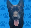 adoptable Dog in Baldwin Park, CA named DUG