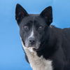 adoptable Dog in Baldwin Park, CA named OREO