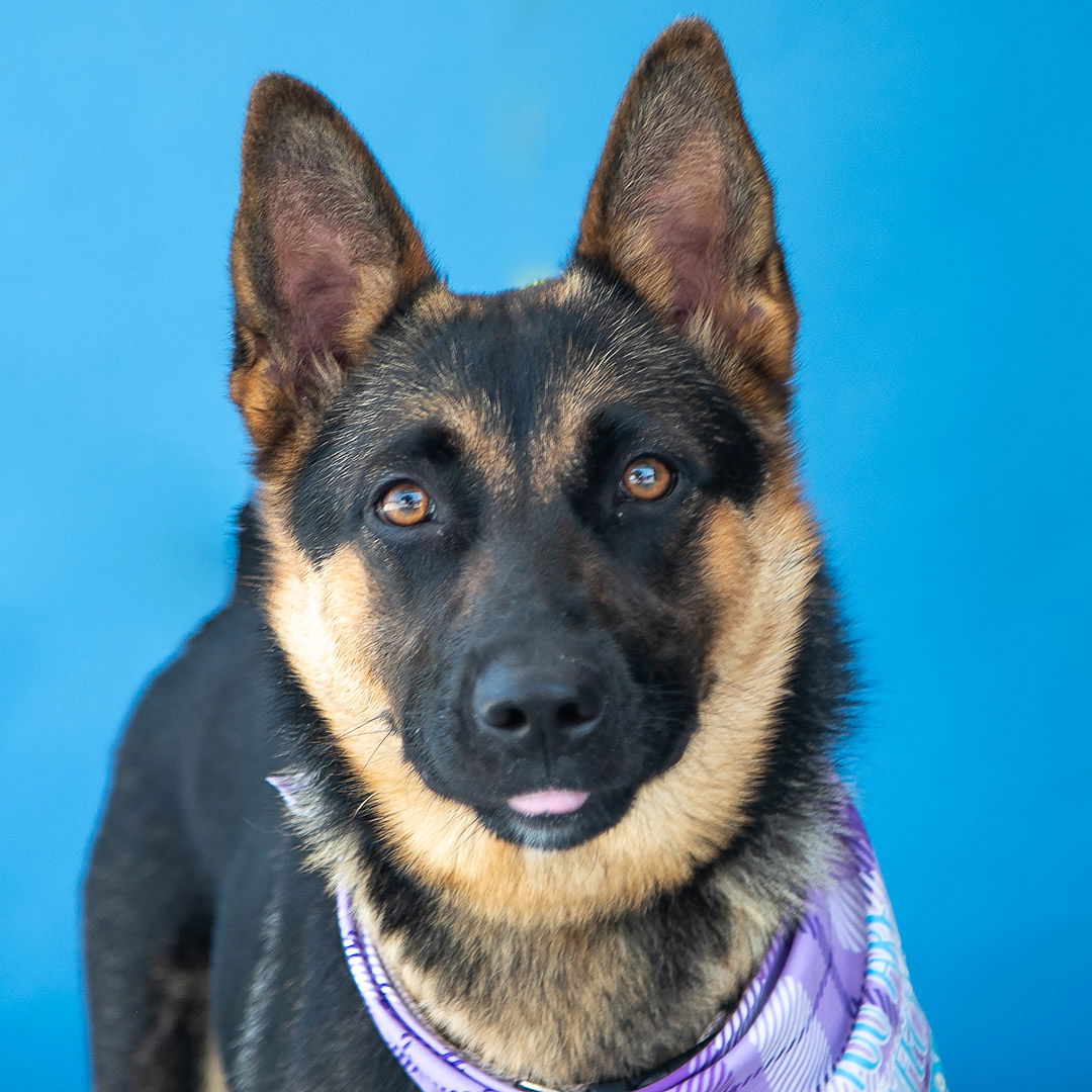 adoptable Dog in Baldwin Park, CA named FAITH