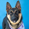 adoptable Dog in Baldwin Park, CA named FAITH