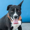adoptable Dog in  named NATHAN