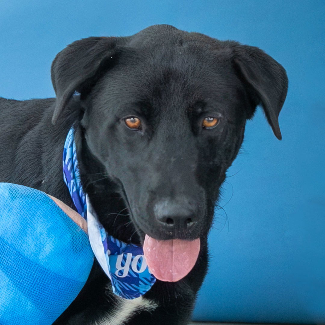 adoptable Dog in Baldwin Park, CA named SERGEANT PEPPER