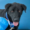 adoptable Dog in Baldwin Park, CA named SERGEANT PEPPER