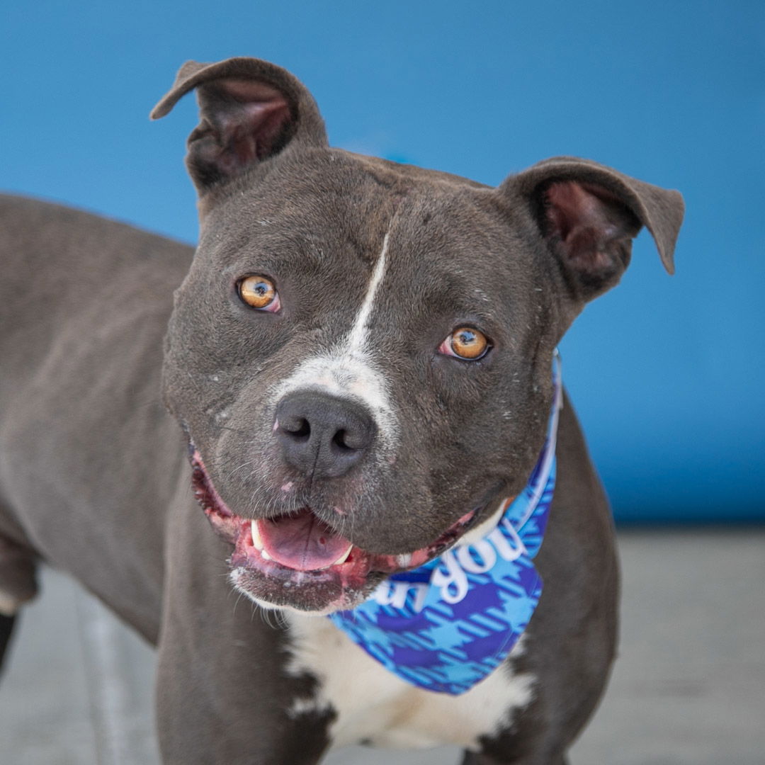 adoptable Dog in Baldwin Park, CA named MELVIN