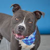 adoptable Dog in Baldwin Park, CA named MELVIN