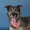 adoptable Dog in Baldwin Park, CA named SOAIRSE
