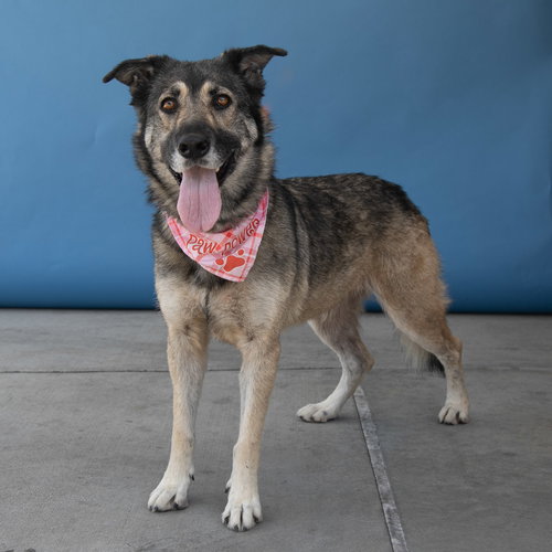 SOAIRSE - German Shepherd Dog available for adoption
