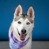 adoptable Dog in  named MAZAPAN