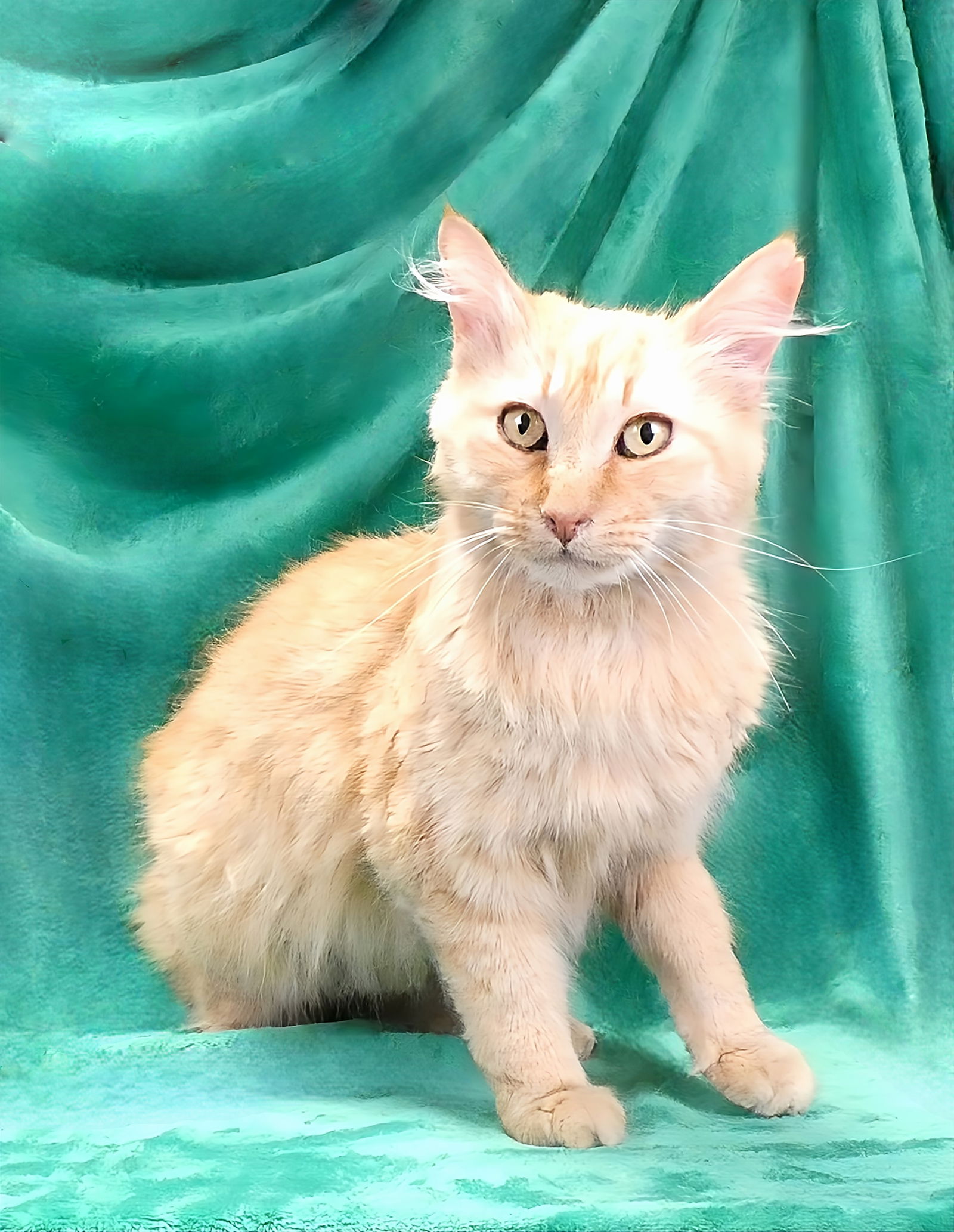 adoptable Cat in Baldwin Park, CA named CLEMENTINE