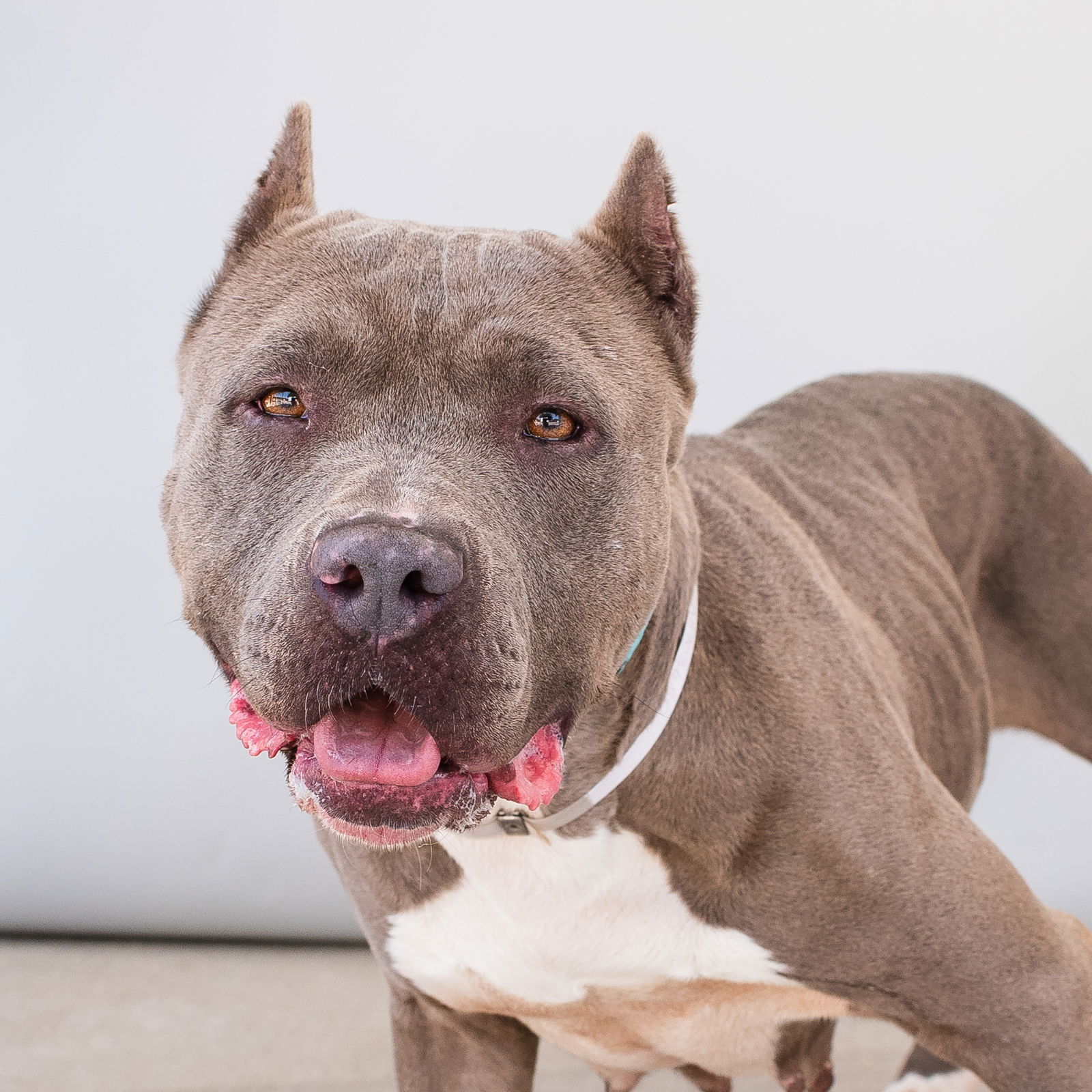 adoptable Dog in Baldwin Park, CA named LINA