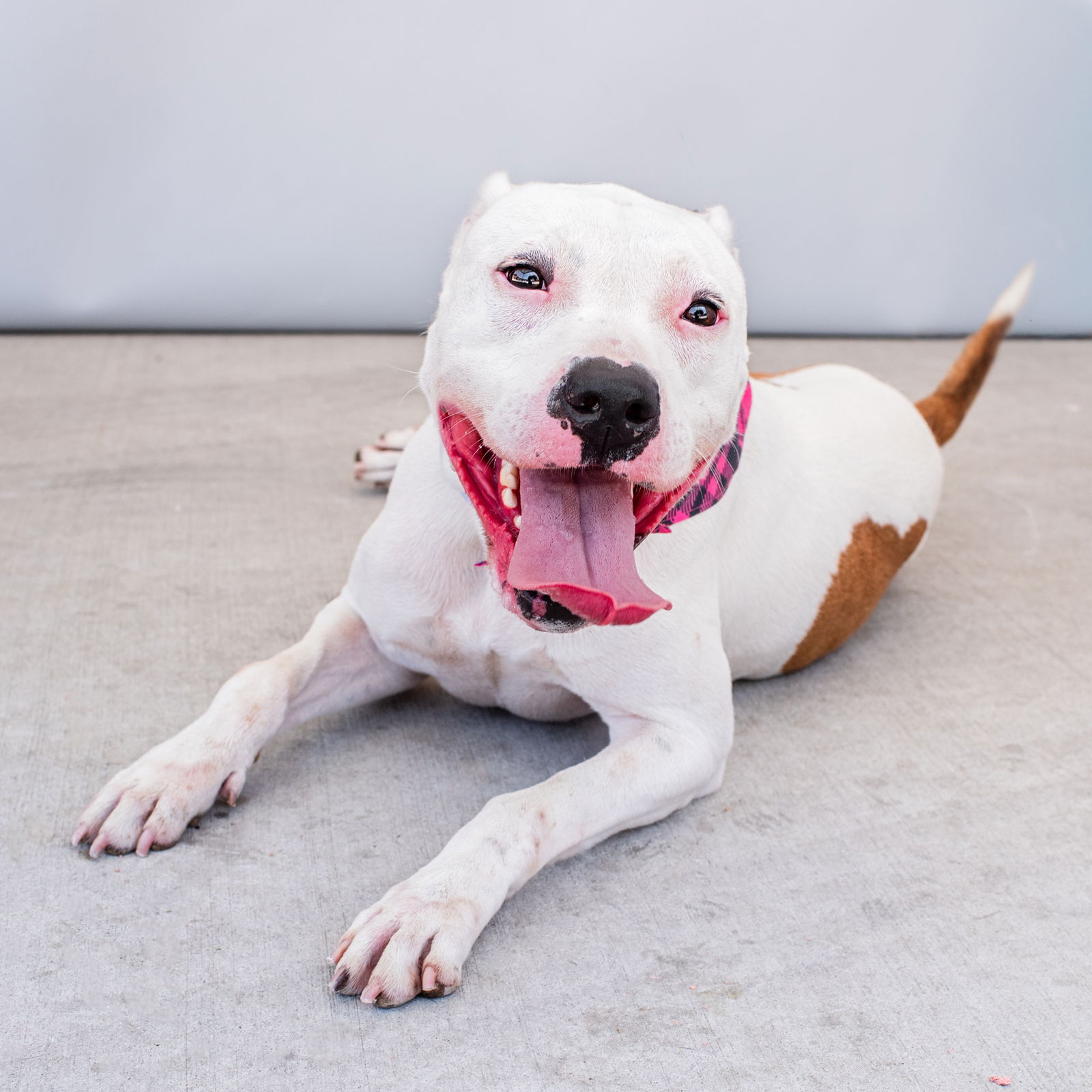adoptable Dog in Baldwin Park, CA named PATCHES