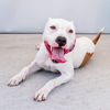 adoptable Dog in  named PATCHES