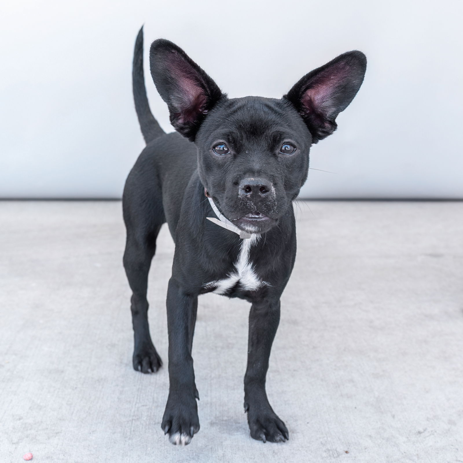 adoptable Dog in Baldwin Park, CA named SUNFLOWER