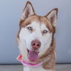 adoptable Dog in  named ROSIE