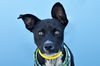 adoptable Dog in  named OREO