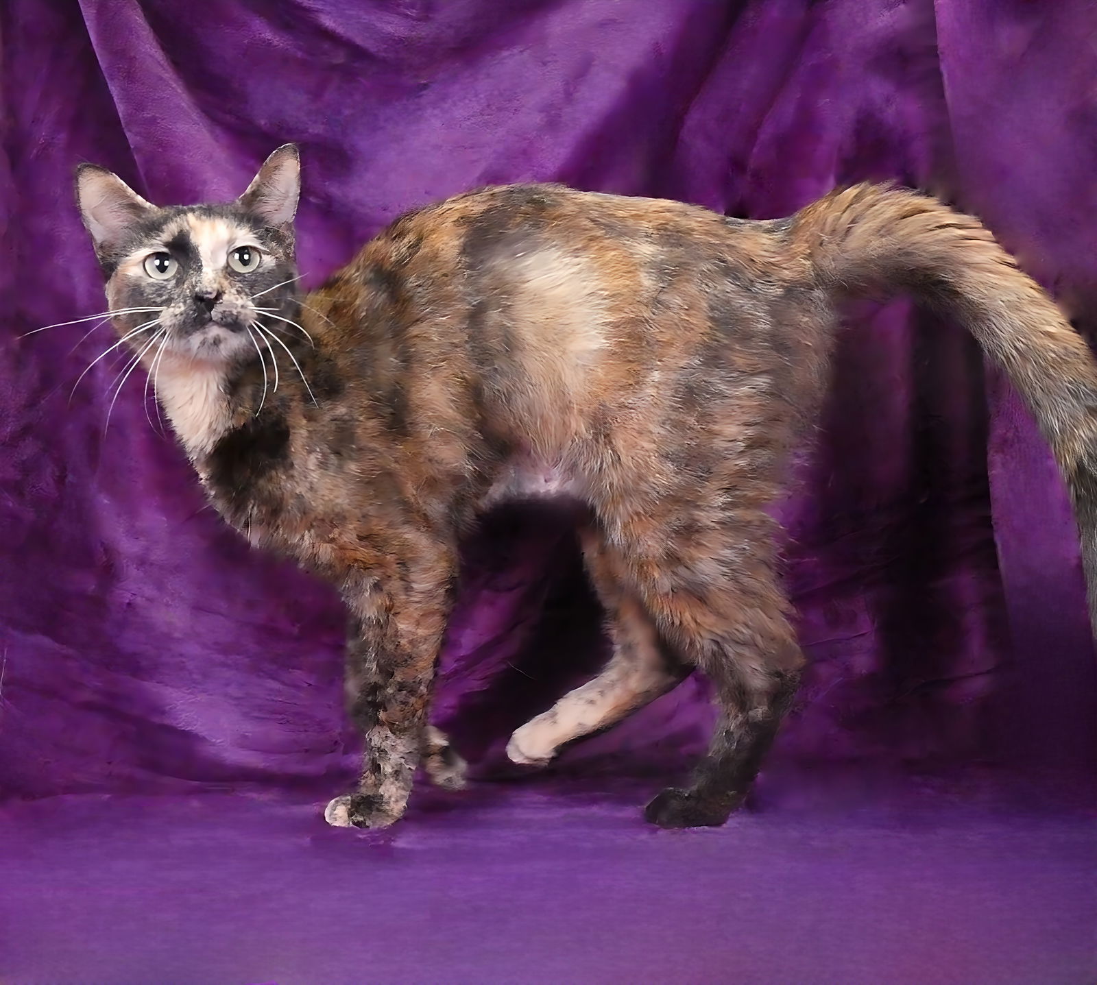 adoptable Cat in Baldwin Park, CA named MEEP