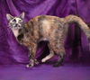adoptable Cat in  named MEEP