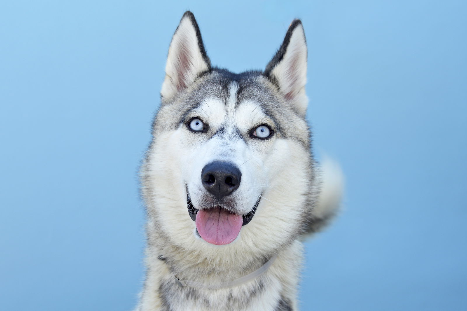 adoptable Dog in Baldwin Park, CA named TATAR