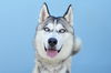 adoptable Dog in  named TATAR