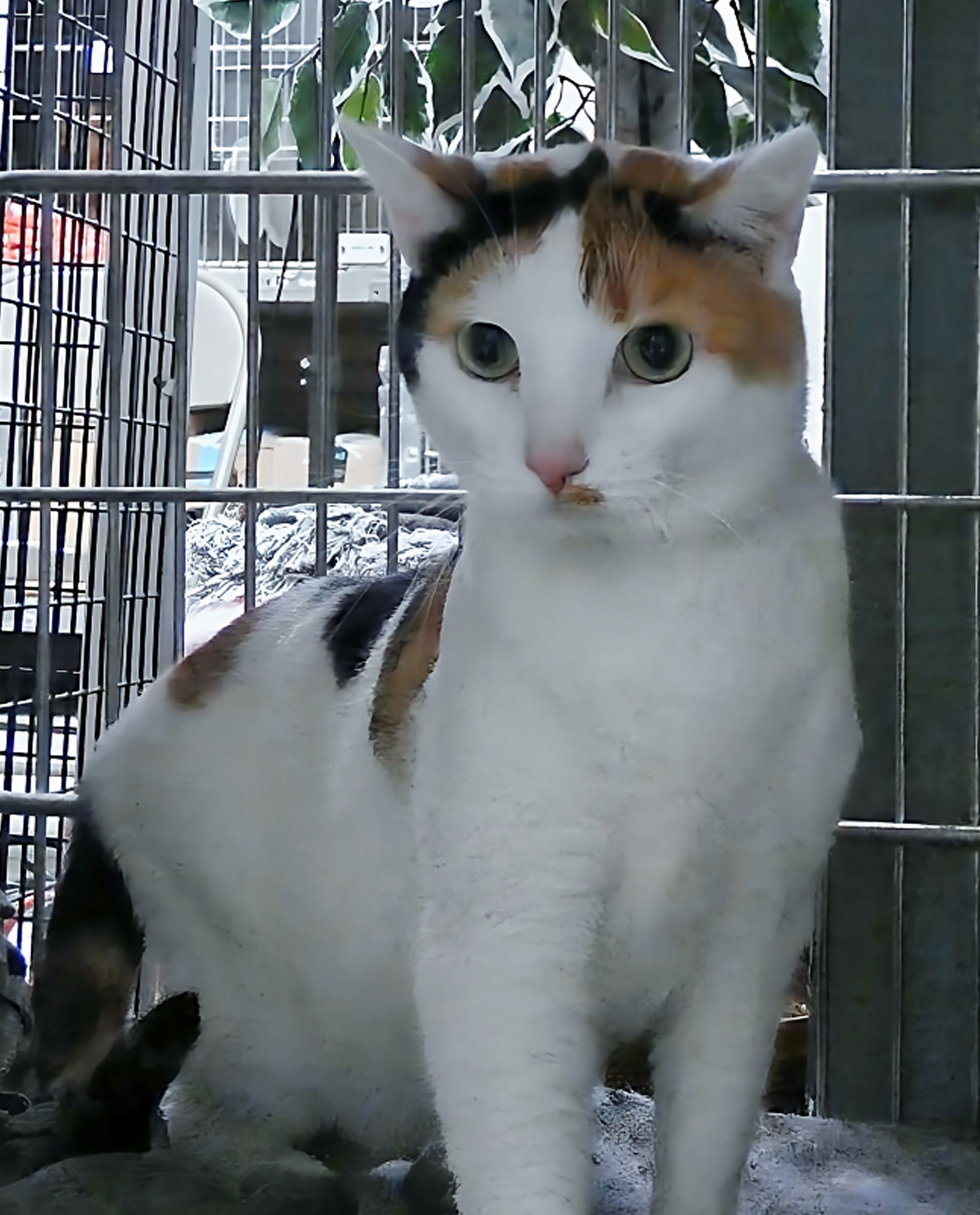 adoptable Cat in Baldwin Park, CA named EMBER