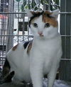 adoptable Cat in  named EMBER