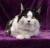 adoptable Cat in  named SKUNK