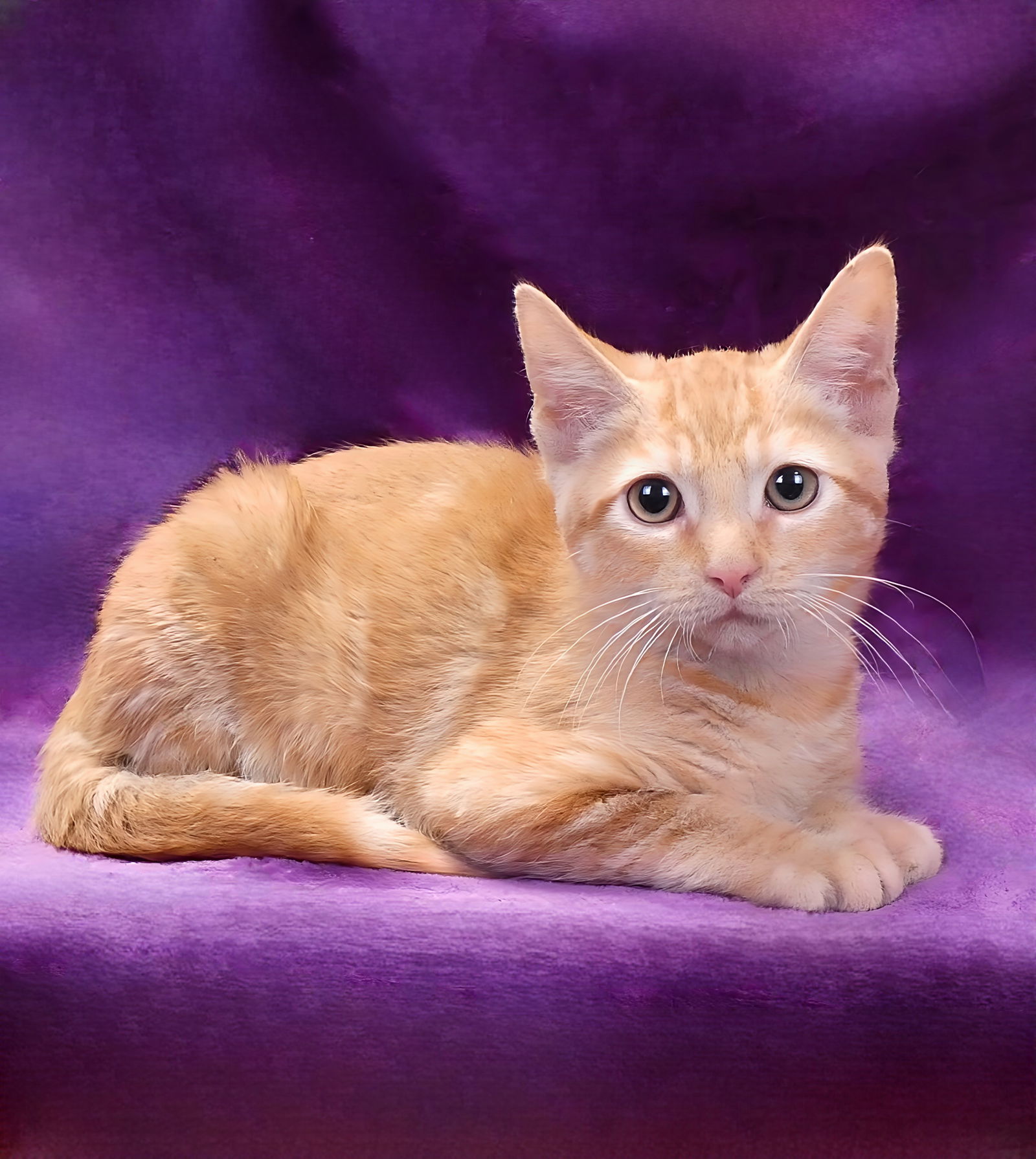 adoptable Cat in Baldwin Park, CA named JACKSON