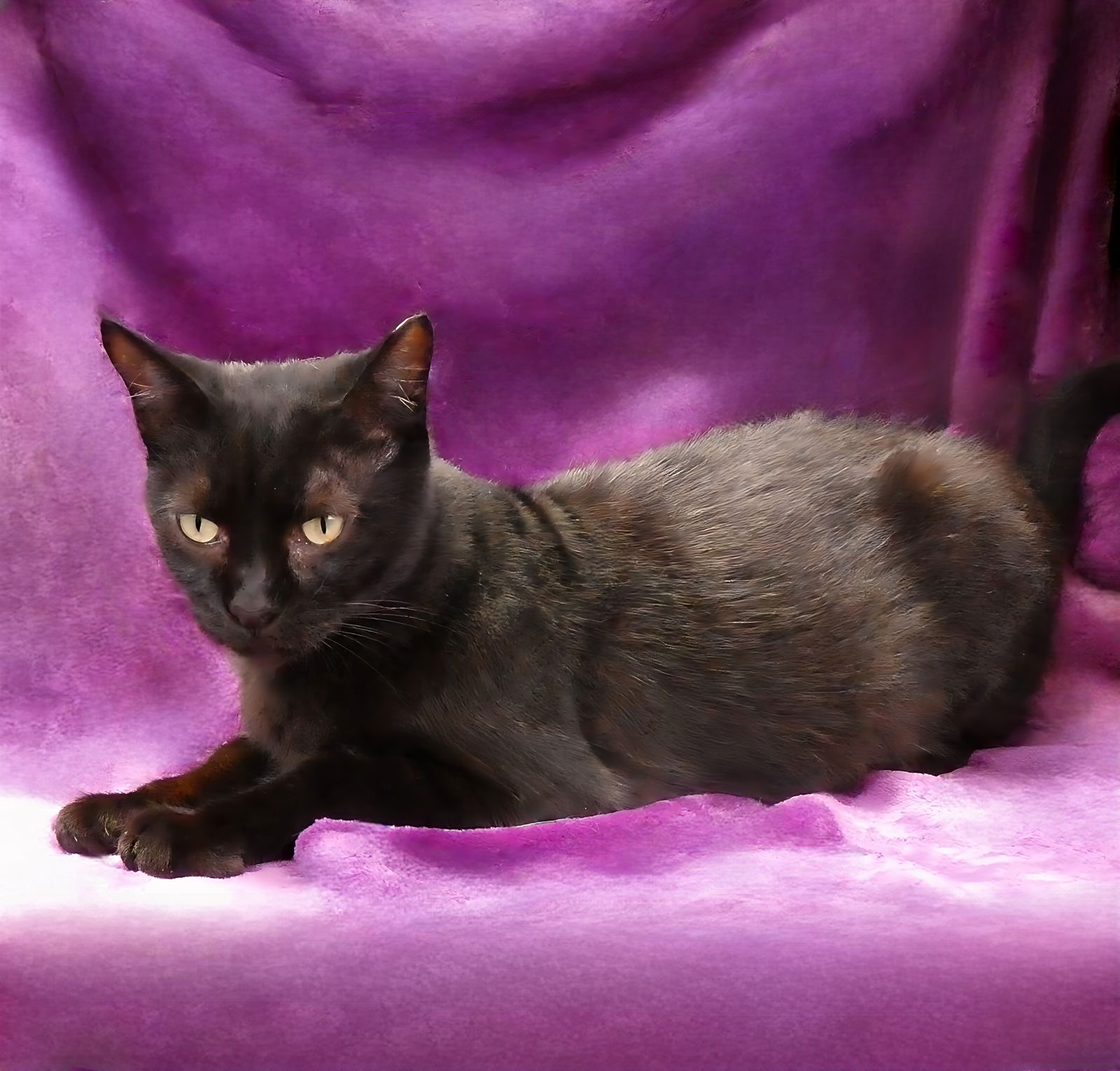 adoptable Cat in Baldwin Park, CA named SYLVIE