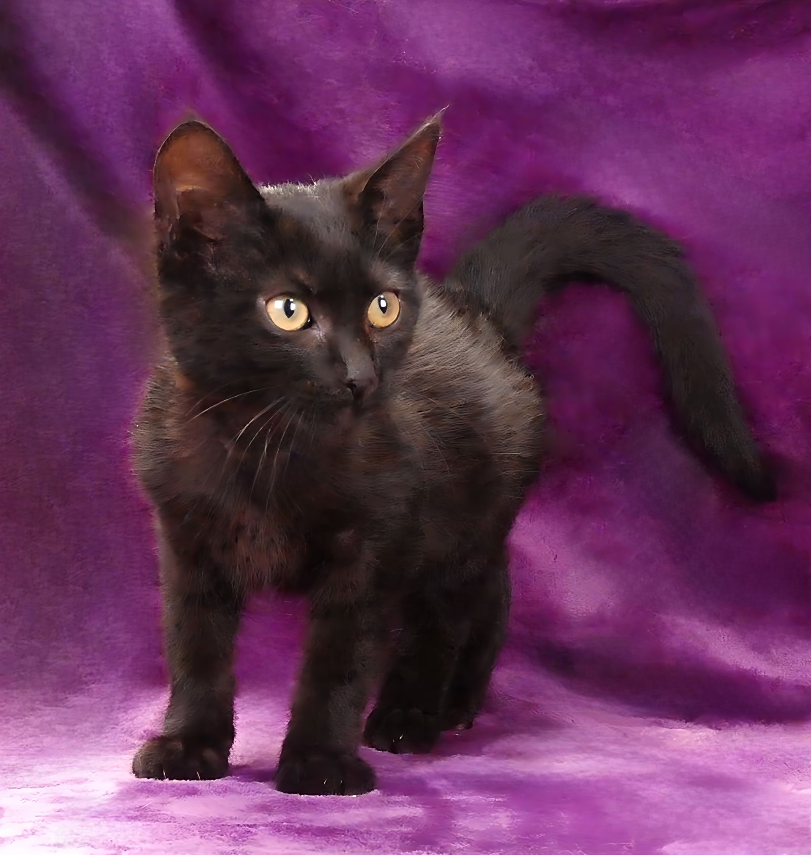 adoptable Cat in Baldwin Park, CA named PENELOPE