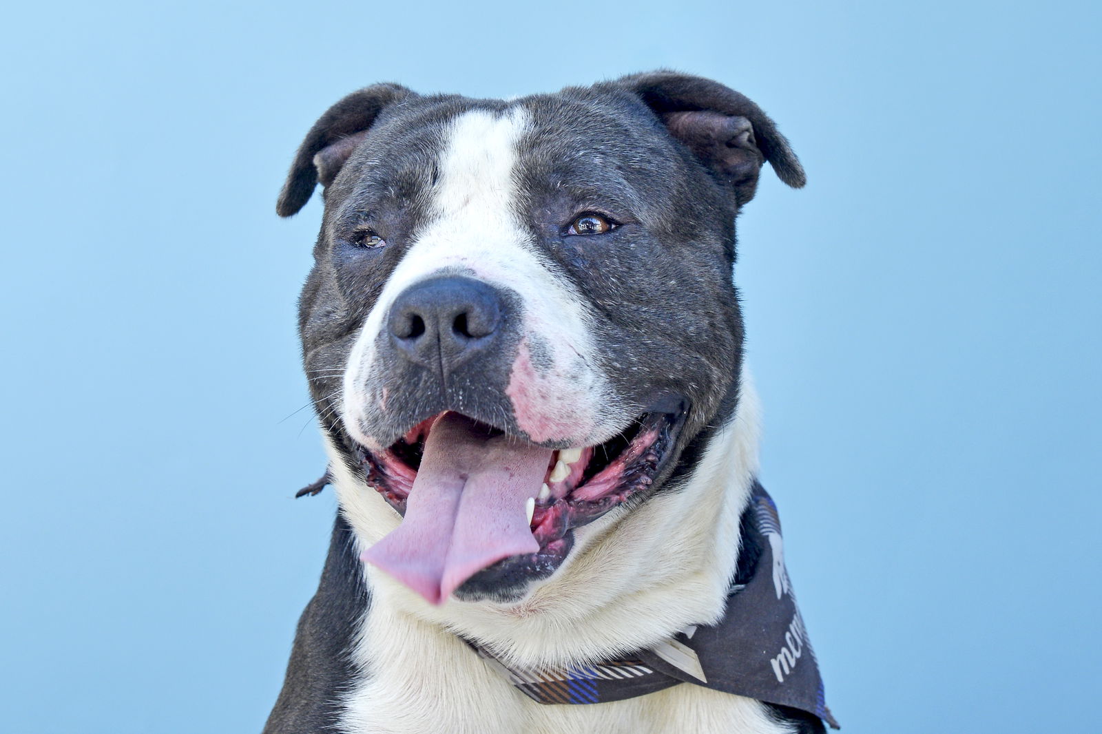 adoptable Dog in Baldwin Park, CA named BENTON