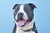 adoptable Dog in  named BENTON