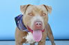 adoptable Dog in  named KING