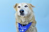 adoptable Dog in  named TOMMY