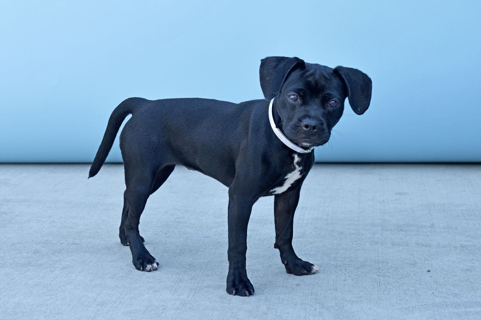 adoptable Dog in Baldwin Park, CA named ZINNIA