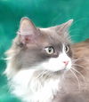 adoptable Cat in  named KITTY