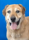 adoptable Dog in  named Kobe
