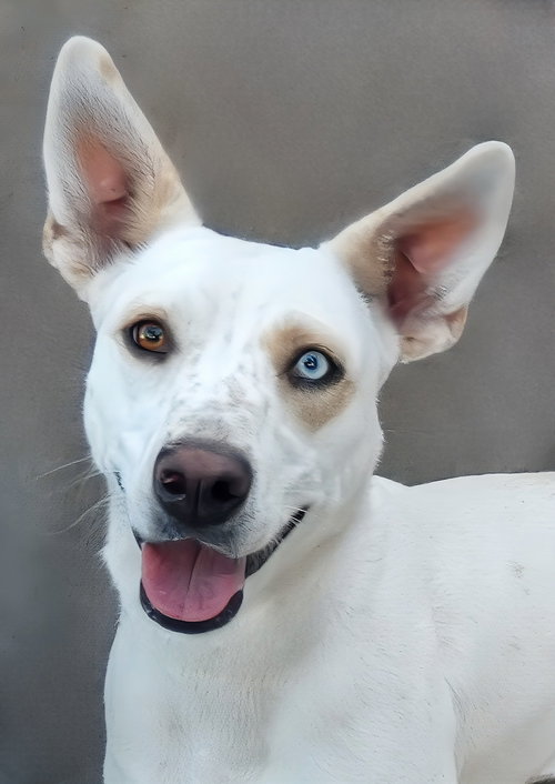 picture of the dog needing adoption