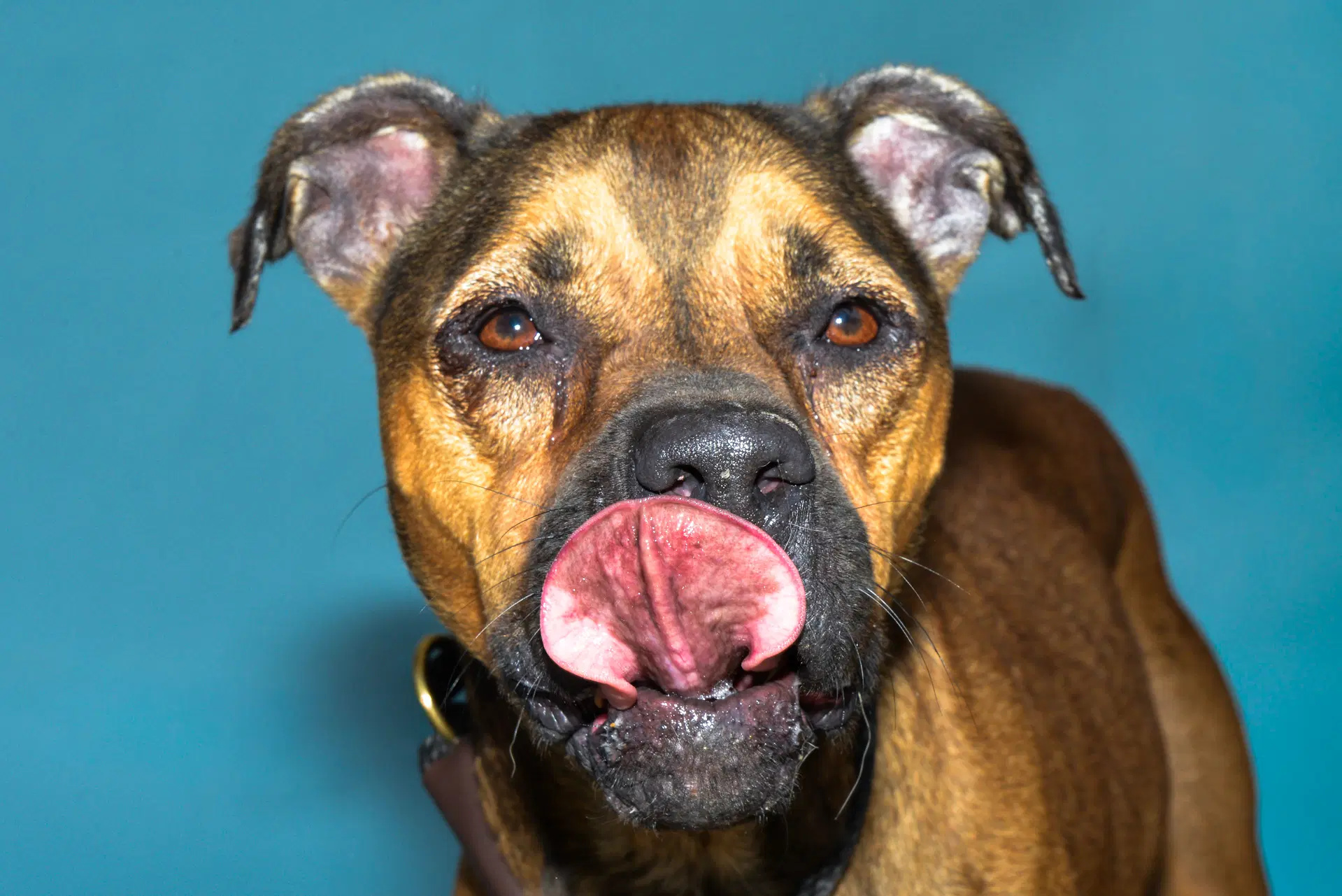 Jinx - Boxer
