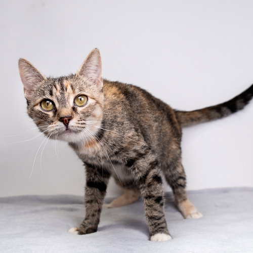 picture of the cat needing adoption