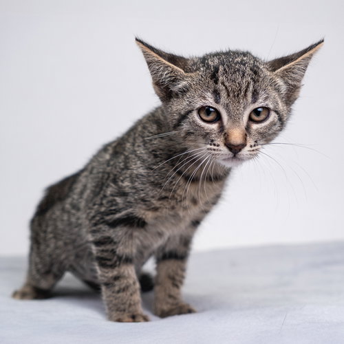 picture of the cat needing adoption