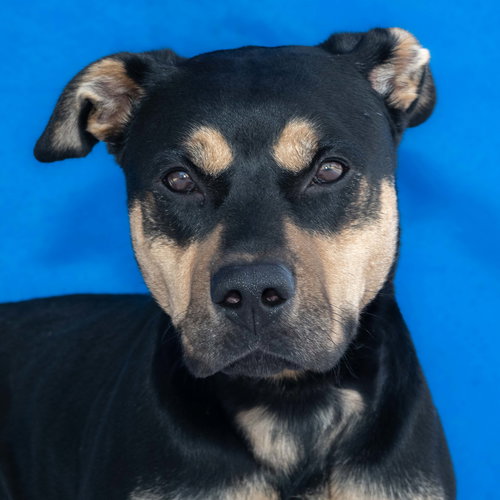 picture of the dog needing adoption
