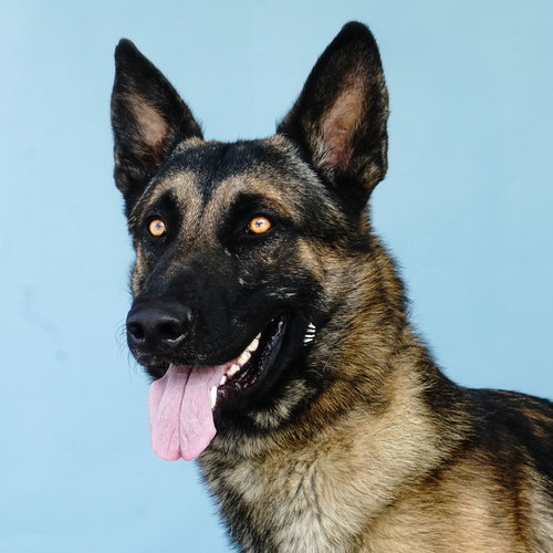 picture of the dog needing adoption