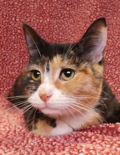 picture of the cat needing adoption